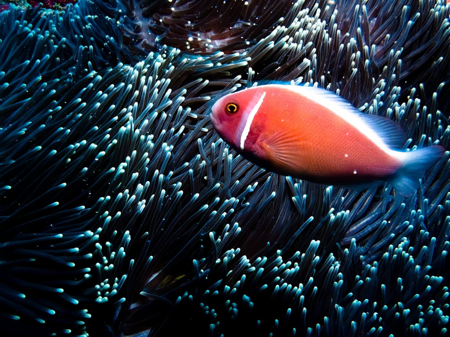 Les meilleurs spots de plongée à Bali