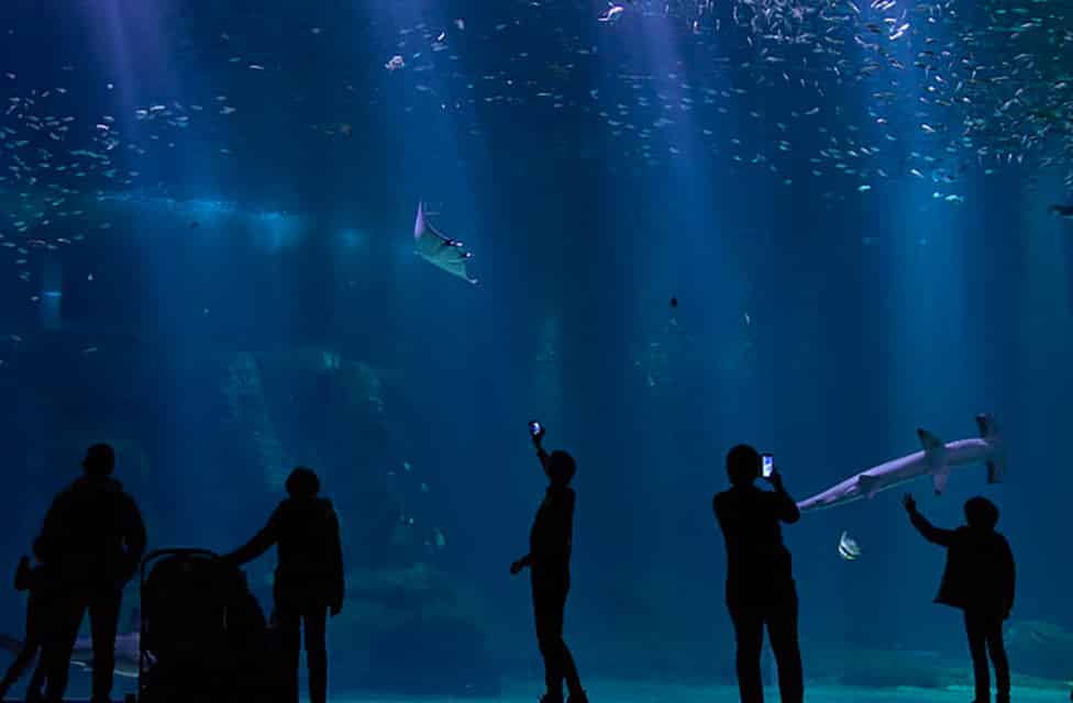 Les 10 Meilleurs Aquariums De France