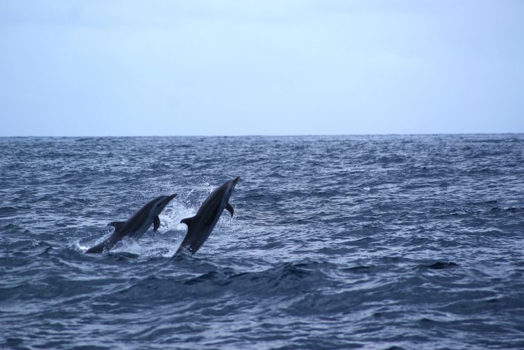 Les Meilleures Balades En Bateau Autour De La Guadeloupe