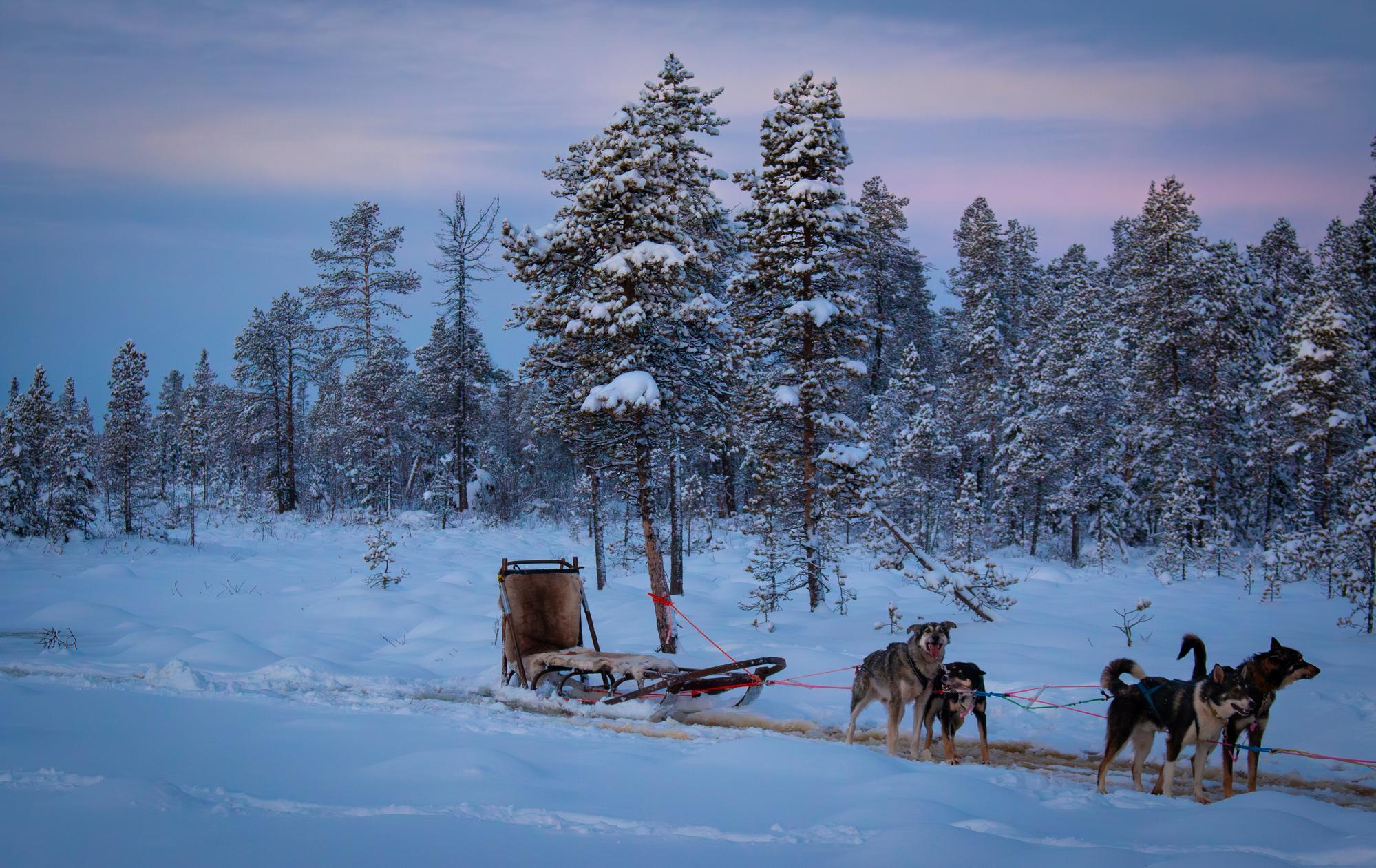 Les Meilleures Exp Riences De Tra Neau Chiens Kiruna