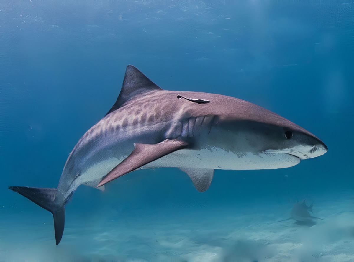 Combien de requins sont tués chaque seconde ?