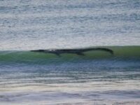 Crocodile Surf Australie