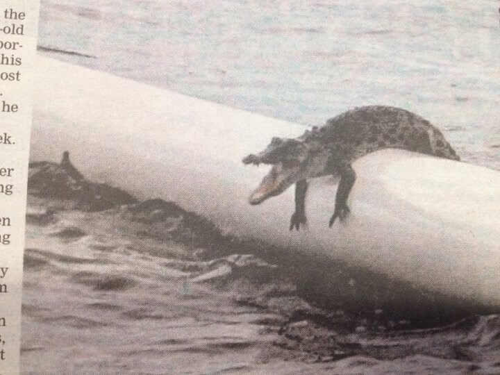 crocodile entre enceinte baignade australie