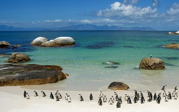 La Boulders Beach Et Ses Manchots En Afrique Du Sud La Boulders Beach Et Ses Manchots En Afrique Du Sud