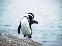 Pingouins Boulders Beach Afrique du Sud
