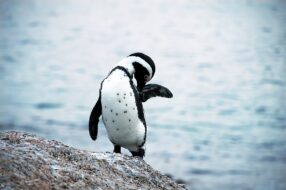 Pingouins Boulders Beach Afrique du Sud