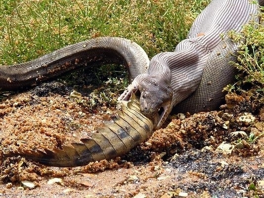 Serpent manger crocodile Australie