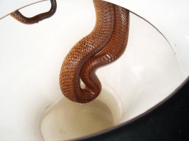 serpent toilettes Australie