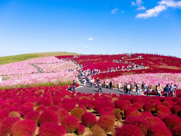 Le Parc Hitachi Seaside Au Japon le-parc-hitachi-seaside-au-japon