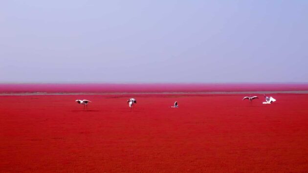 plage rouge de Panjin couverte d'algues en Chine