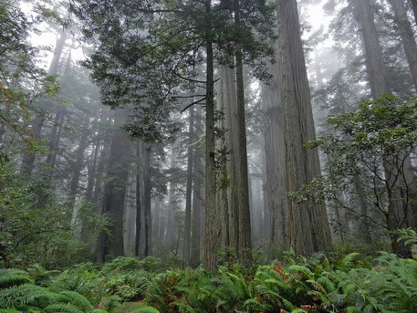 Parc National de Redwood Star Wars