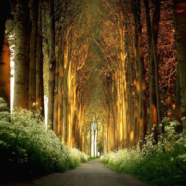 Tunnels d'arbres naturels dans le monde