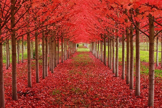 20 Tunnels Naturels O Se Promener 20 Tunnels Naturels O Se Promener
