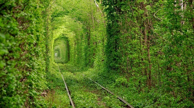 Tunnels d'arbres naturels dans le monde
