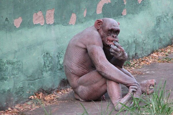 chimpanzé sans poils