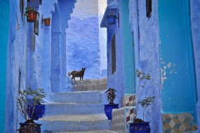 Le paradis bleu de la médina de Chefchaouen au Maroc
