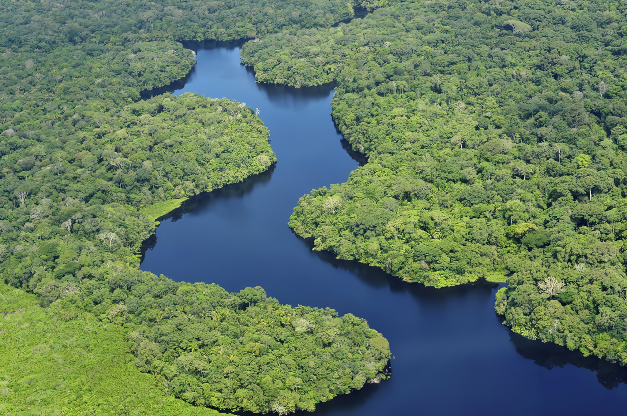 Forêt Amazonienne