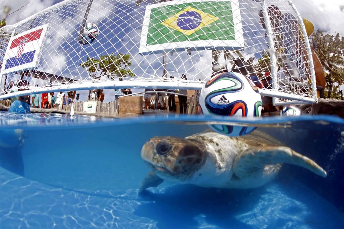 Grosse Tête la tortue brésilienne, pronostics football
