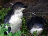 Parade pingouins Phillip Island Melbourne