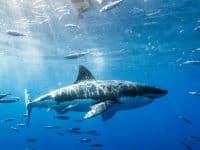 requin blanc