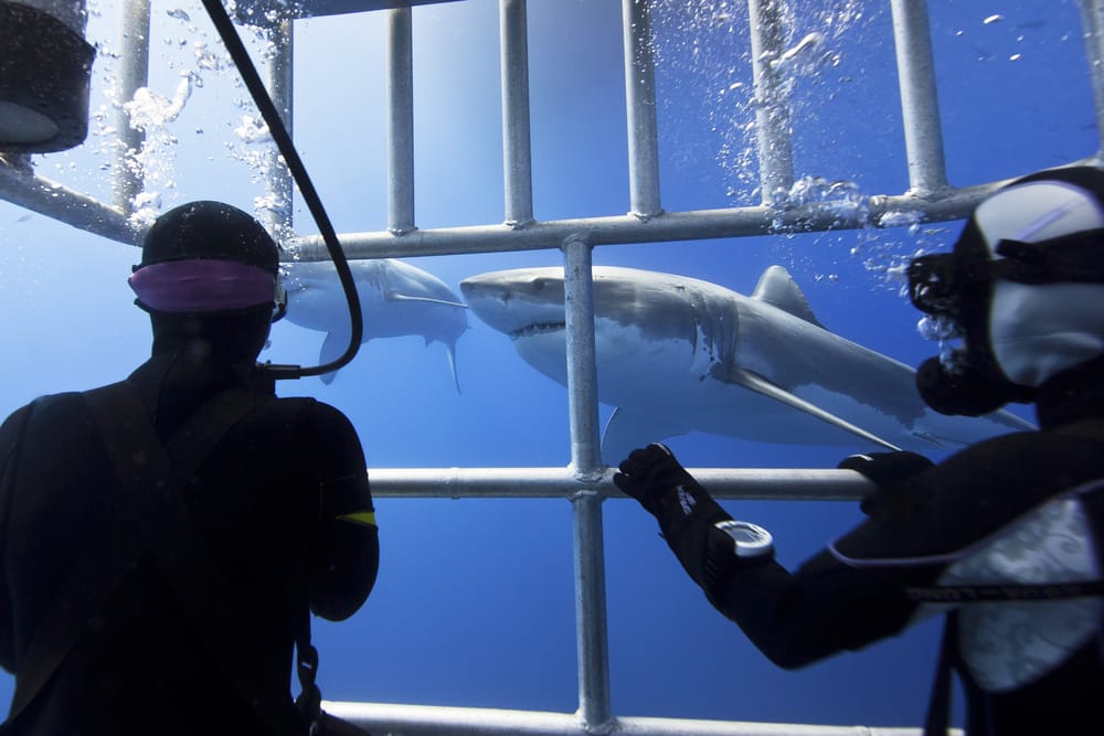 Plongée en cage avec le Grand Requin Blanc au Cap — free download