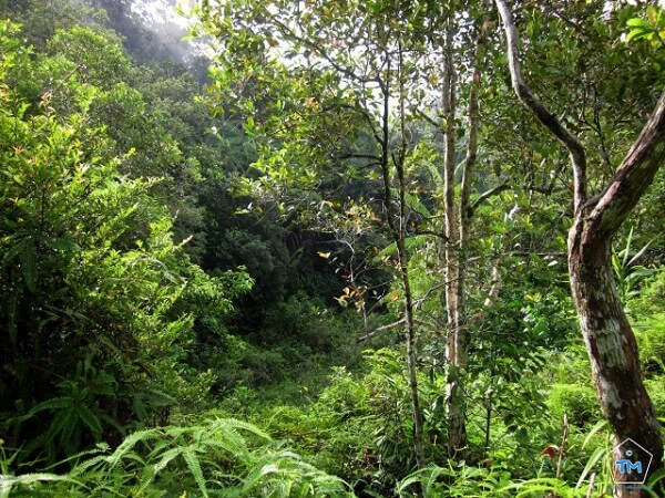 Forêt Sinaharaja Sri Lanka