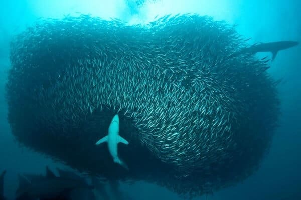 bancs de sardines
