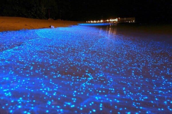 vague fluorescentes maldives