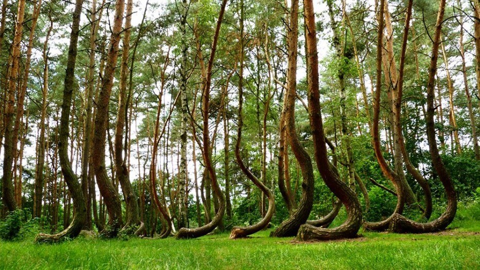 Forêts insolites, arbres étranges, dans le monde