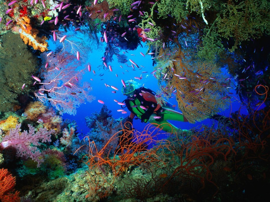 Photo récif corallien en voie de disparition