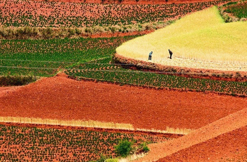 Dongchuan red and ocher earth terraces in China