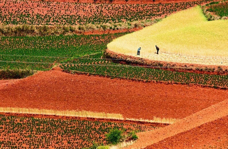 Terrasses de terres rouges et ocres de Dongchuan en chine