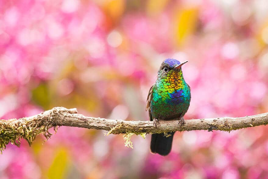 Photo gros plan colibri, superbes couleurs de ce petit oiseau