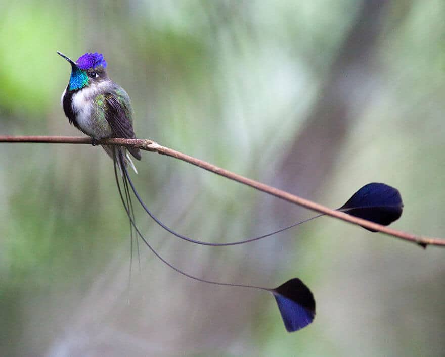 Photo gros plan colibri, superbes couleurs de ce petit oiseau