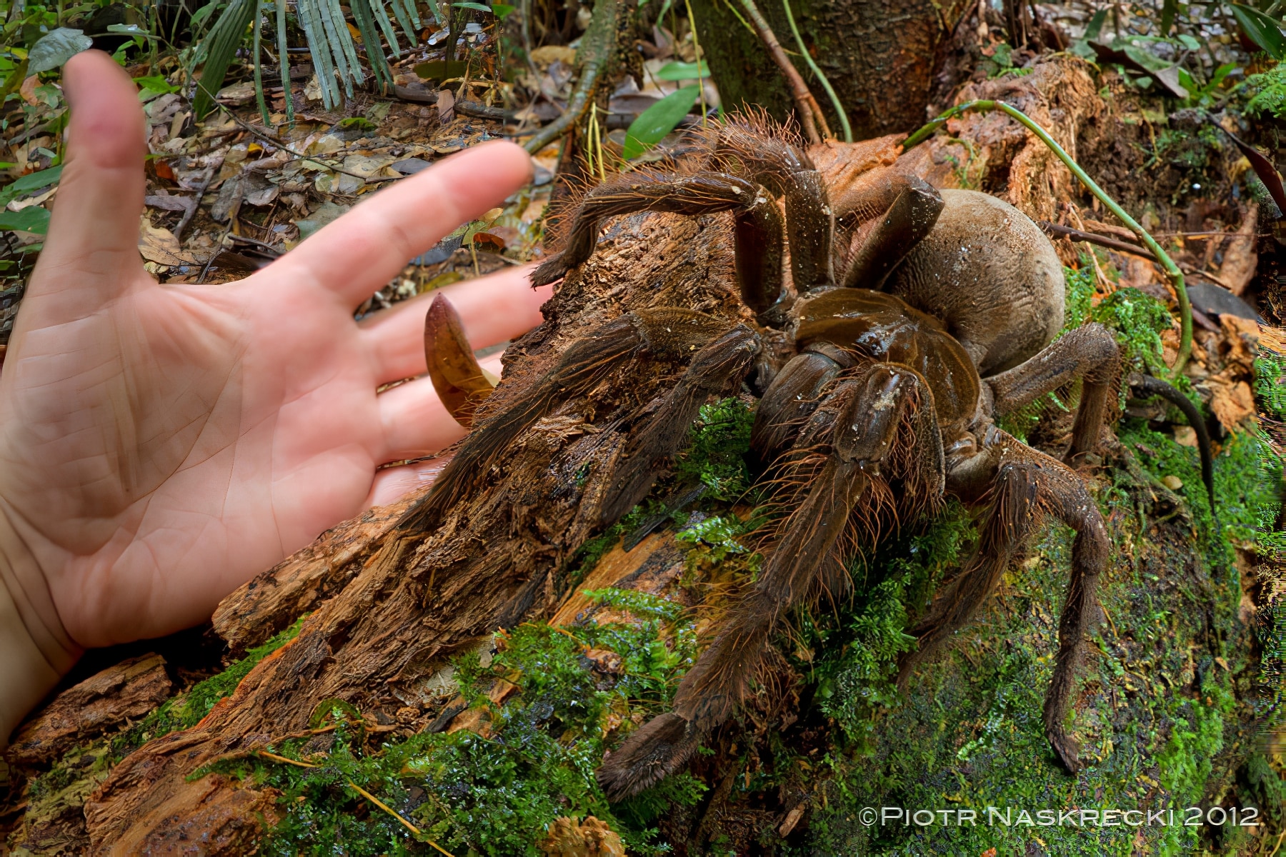 Araignée Goliath, la plus grande et grosse araignée du monde