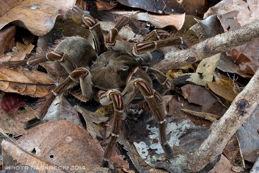 Araignée Goliath, la plus grande et grosse araignée du monde