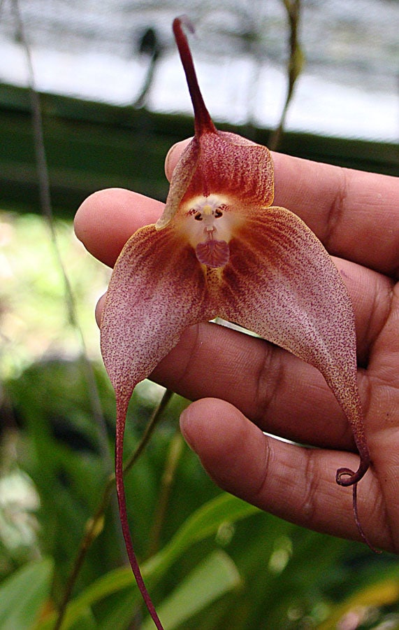 Dracula orchid, fleur singe