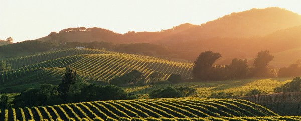 Napa Valley, Sonoma Valley, San Francisco