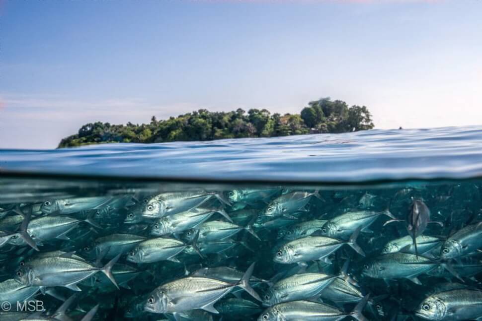 photo sous la surface de l'eau, photo aquatique incroyables