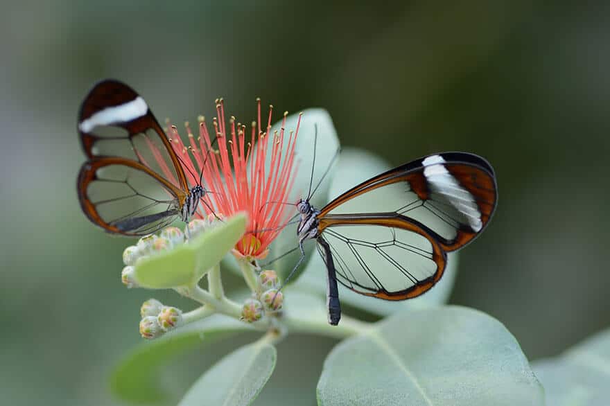 Suberpes photos de la transformation de chenilles en papillons