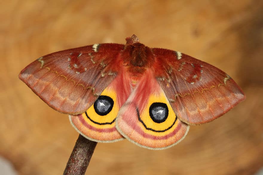 Suberpes photos de la transformation de chenilles en papillons