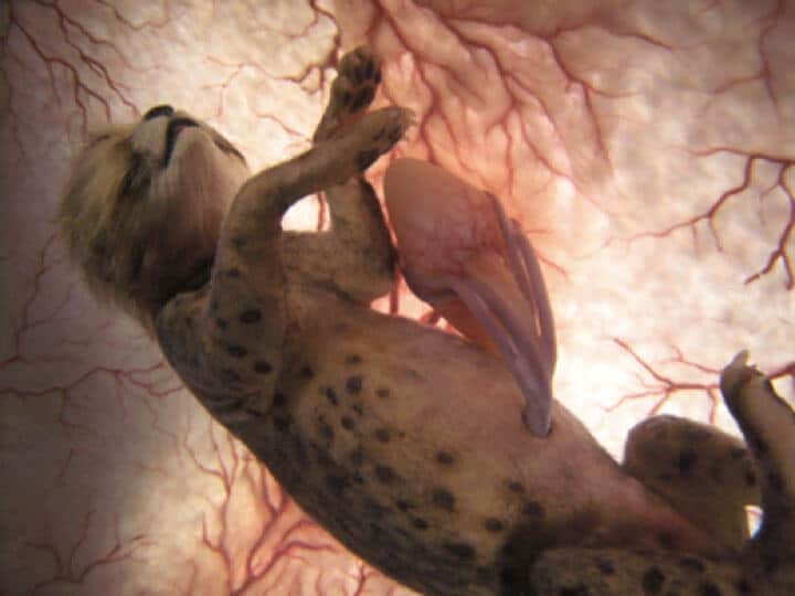 Photos de bébés animaux dans le ventre de leur mère, photos de foetus d'animaux encore dans l'uterus