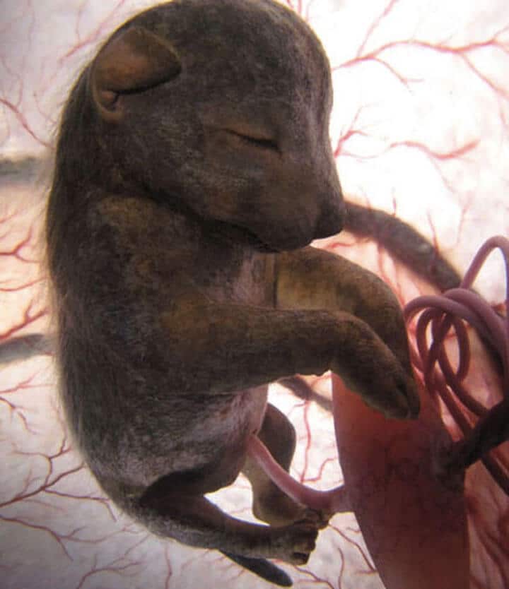 Photos de bébés animaux dans le ventre de leur mère, photos de foetus d'animaux encore dans l'uterus
