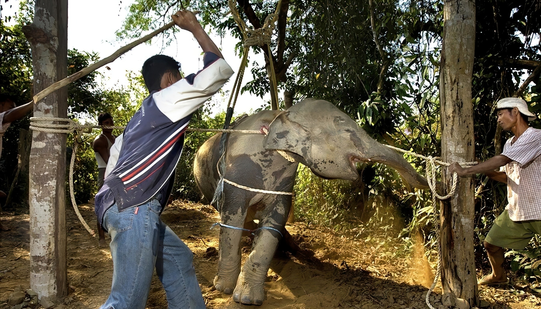 éléphant subissant la torture du Phajaan en Thaïlande