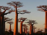 Avenue de baobabs Madagascar
