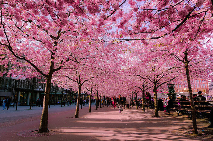 Belles rues ombragées fleurs arbres