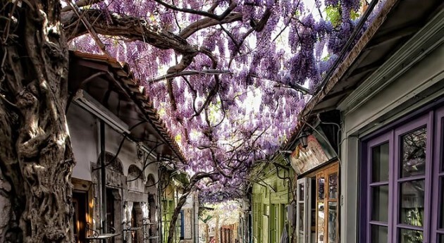 Belles rues ombragées fleurs arbres