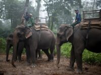 Parc National Chitwan, Népal