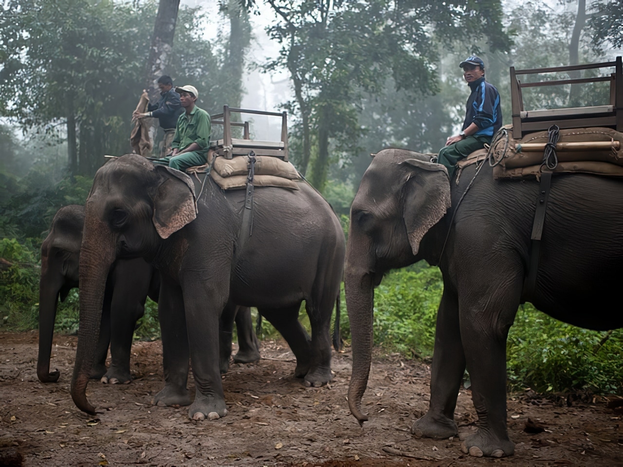 Parc National Chitwan, Népal