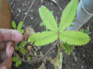 Plantes fascinantes Mimosa-pudica